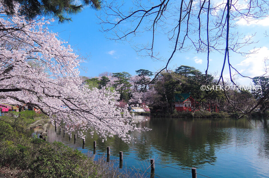 桜満開の「洗足池公園」