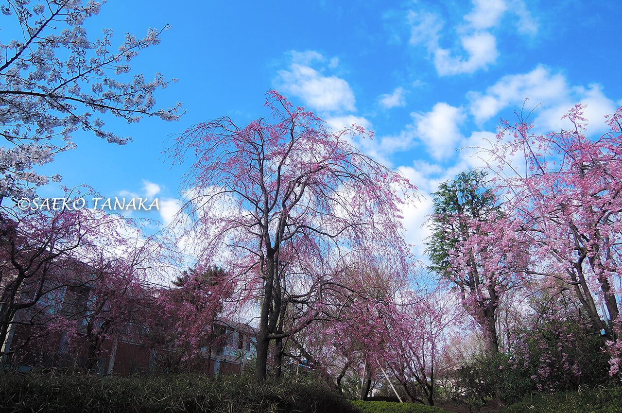 桜満開の「洗足池公園」