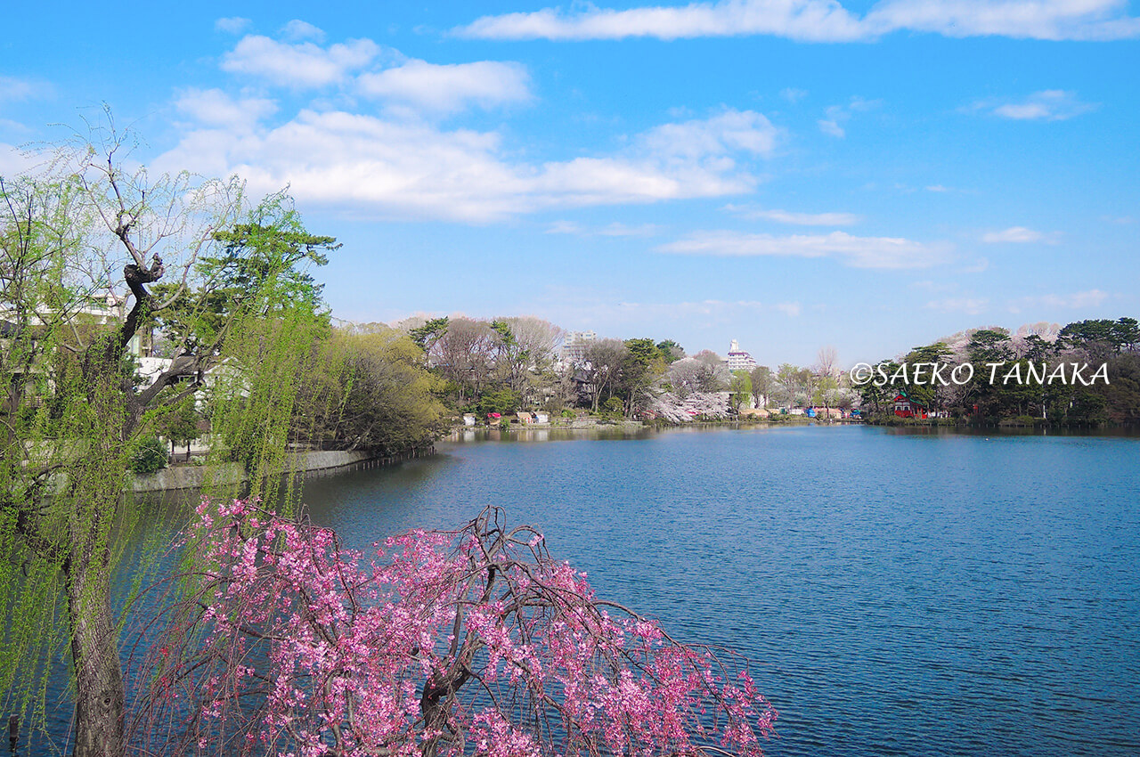 桜満開の「洗足池公園」