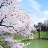 桜満開の「千鳥ヶ淵公園」
