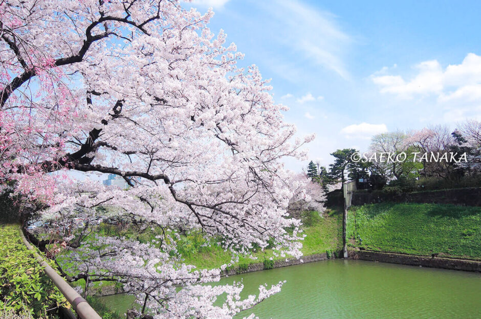 桜満開の「千鳥ヶ淵公園」