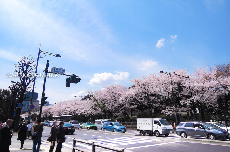 桜満開の「千鳥ヶ淵公園」