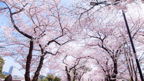 桜満開の「青山霊園」