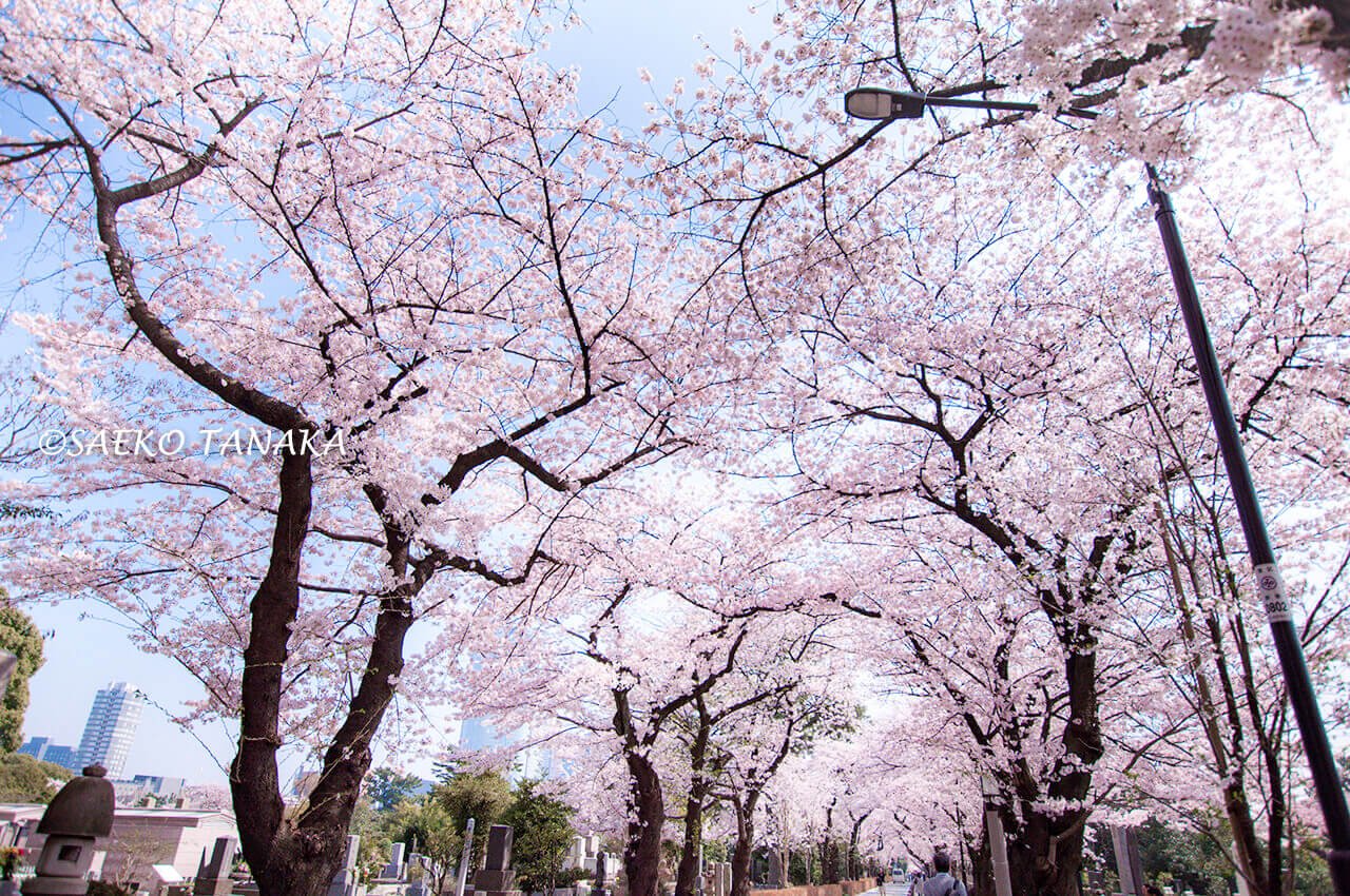 桜満開の「青山霊園」