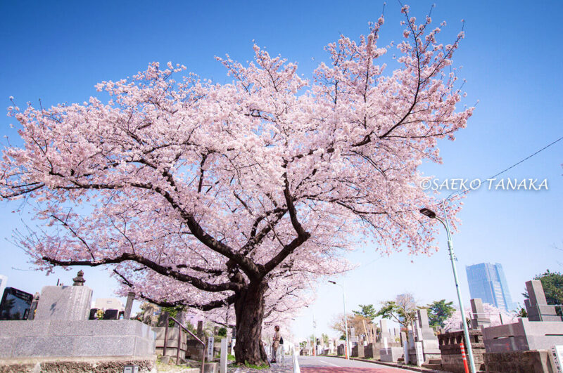 桜満開の「青山霊園」