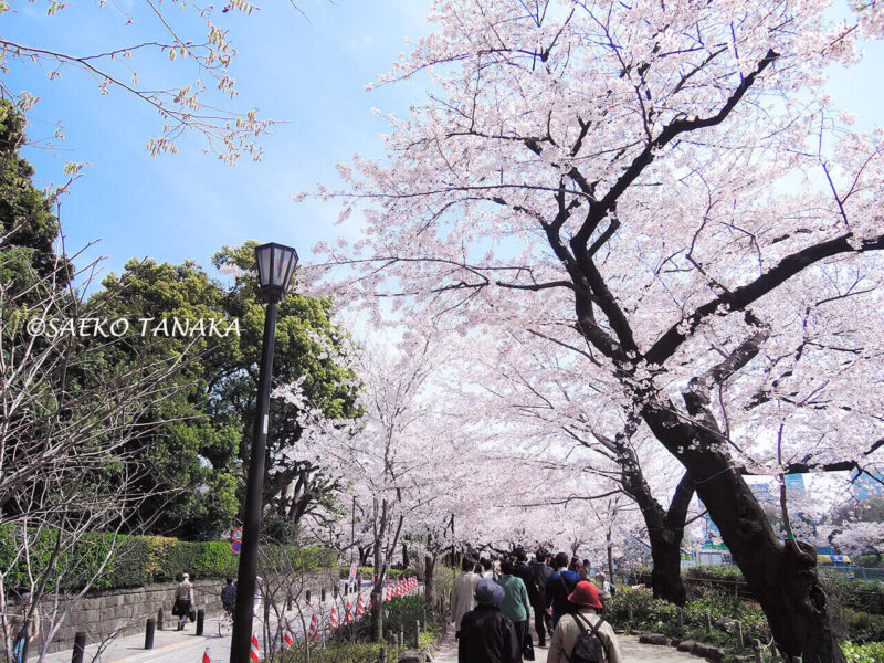 桜満開の「千鳥ヶ淵緑道」