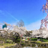 桜満開の「毛利庭園」