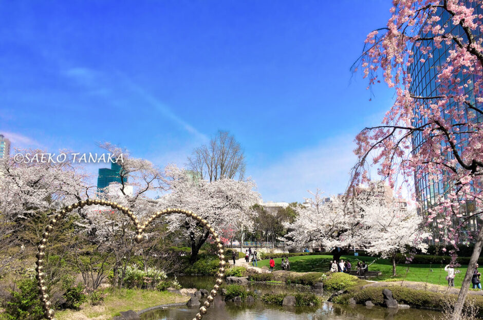 桜満開の「毛利庭園」