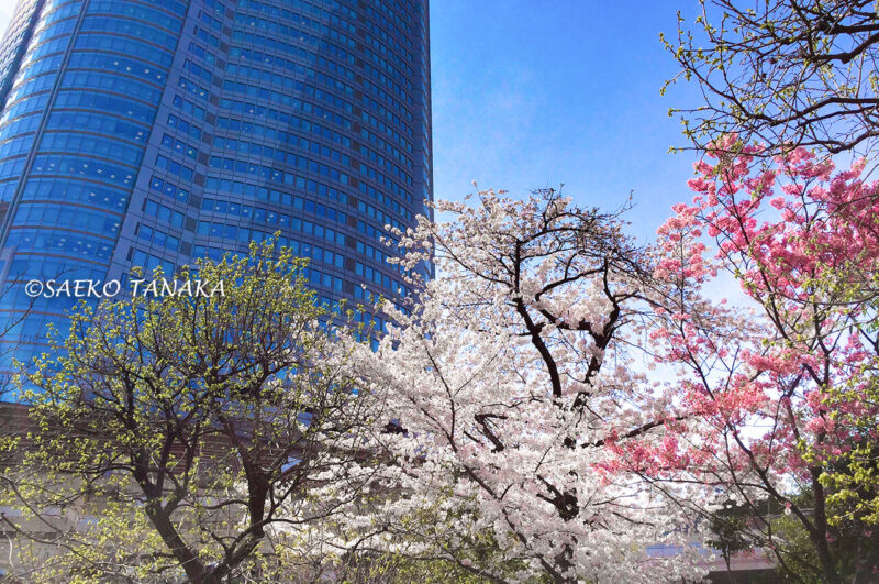 桜満開の「毛利庭園」と六本木ヒルズ