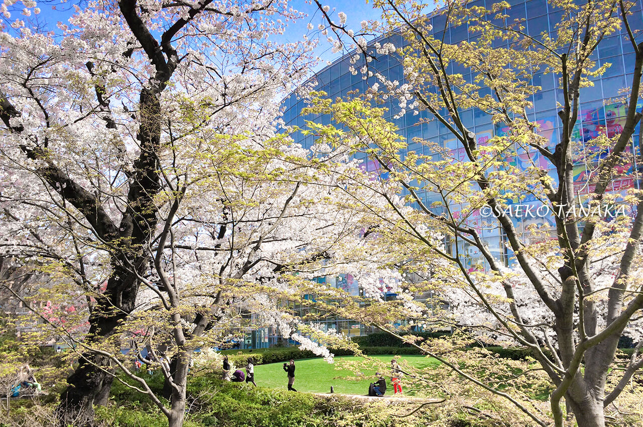 桜満開の「毛利庭園」