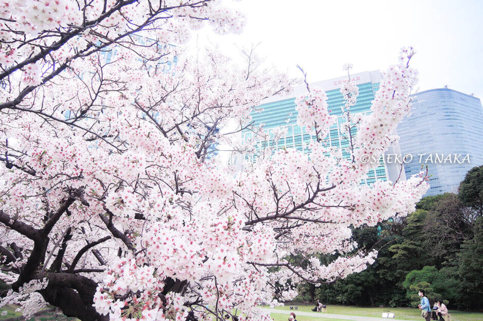 桜満開の「浜離宮恩賜庭園」