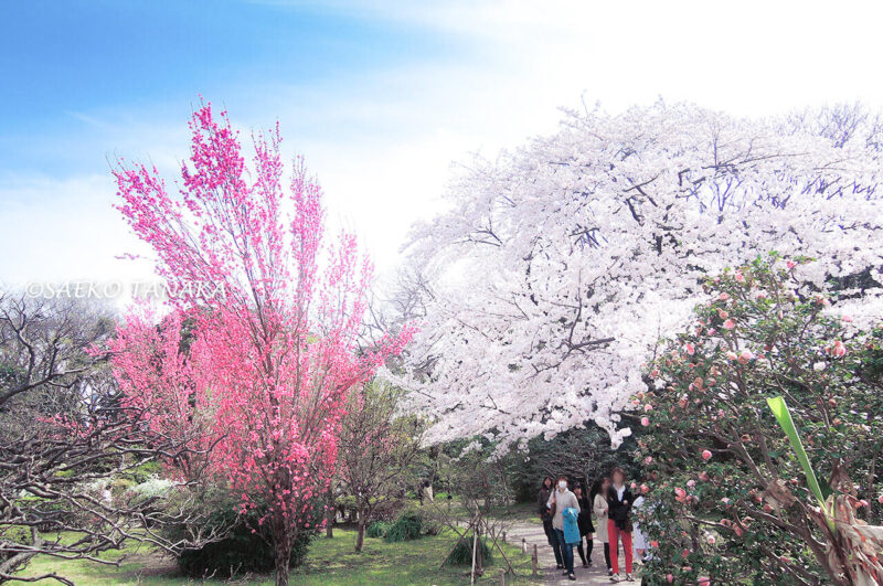 桜満開の「浜離宮恩賜庭園」