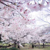 桜満開の「旧芝離宮恩賜庭園」