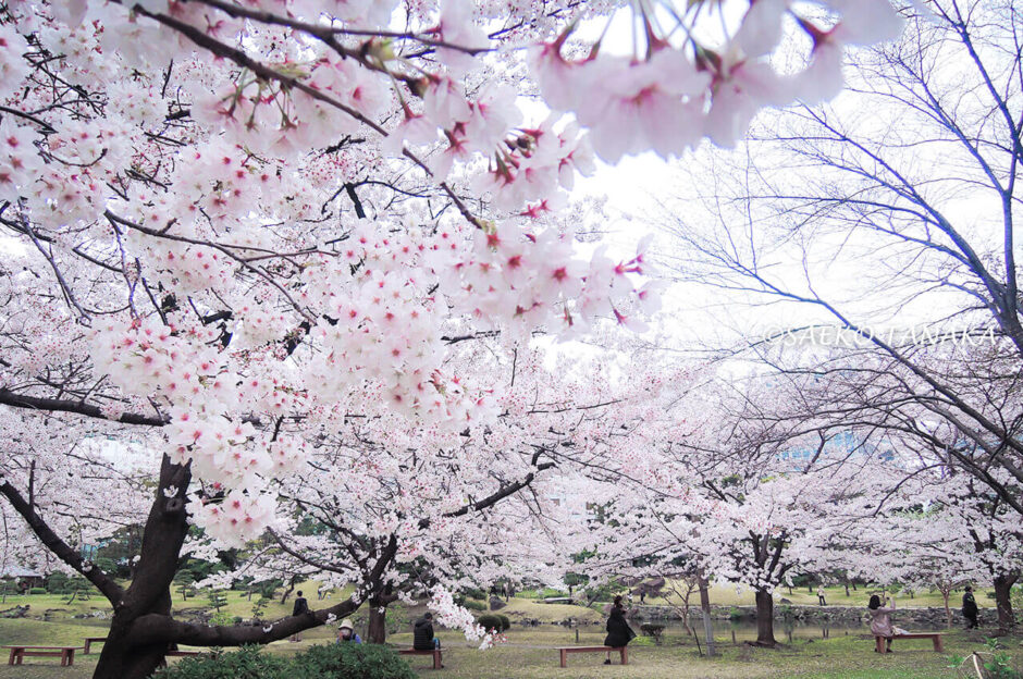 桜満開の「旧芝離宮恩賜庭園」