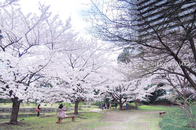 桜満開の「旧芝離宮恩賜庭園」