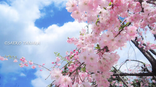 桜満開の「芝公園」