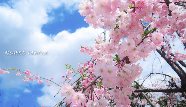 【東京ストリート桜特集】芝公園／東京タワーと桜が映える写真撮影！
