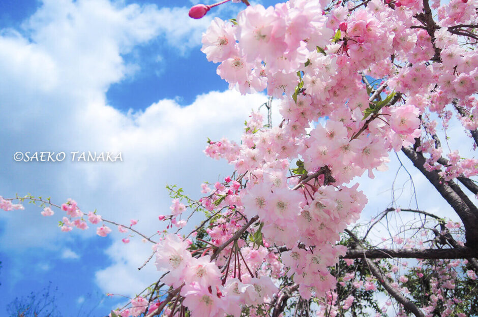 桜満開の「芝公園」