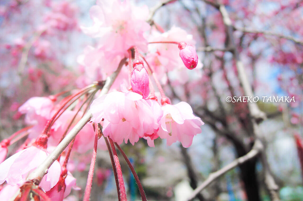 桜満開の「芝公園」