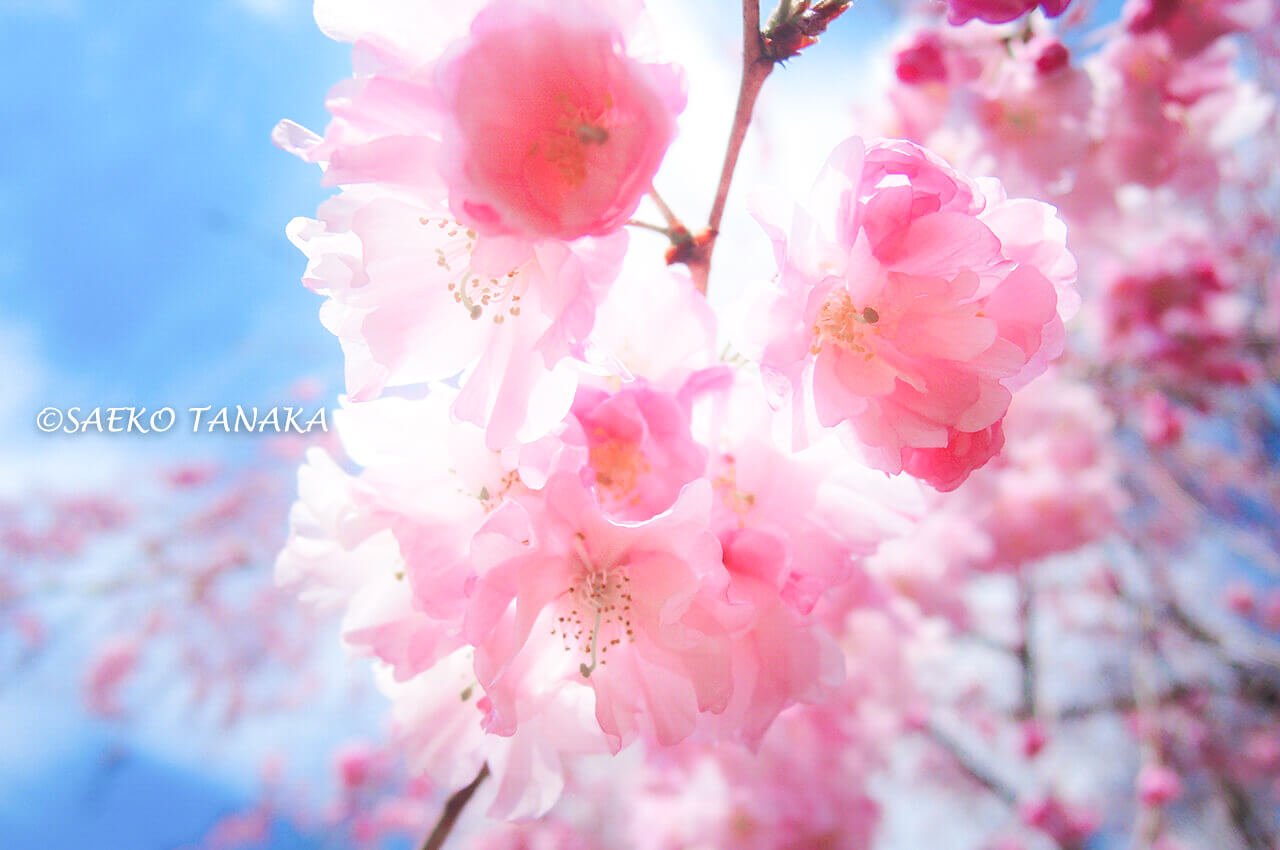 桜満開の「芝公園」