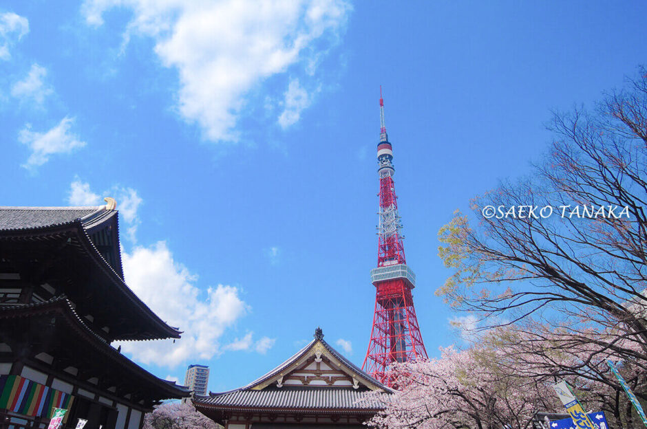桜満開の「増上寺」と東京タワー