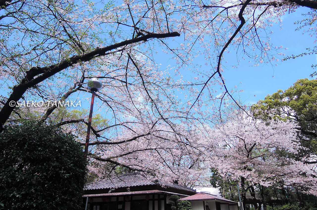 桜満開の「増上寺」