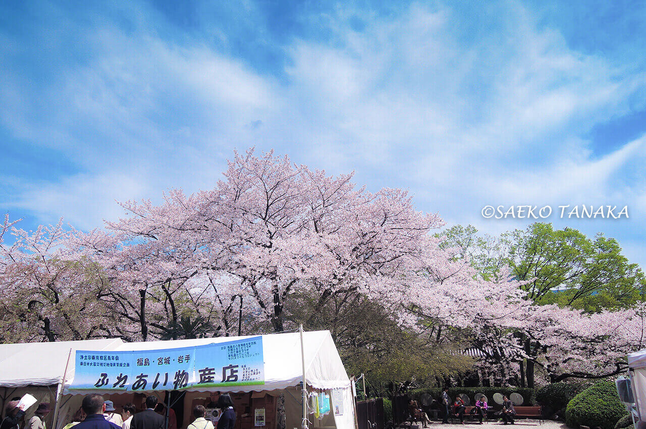 桜満開の「増上寺」