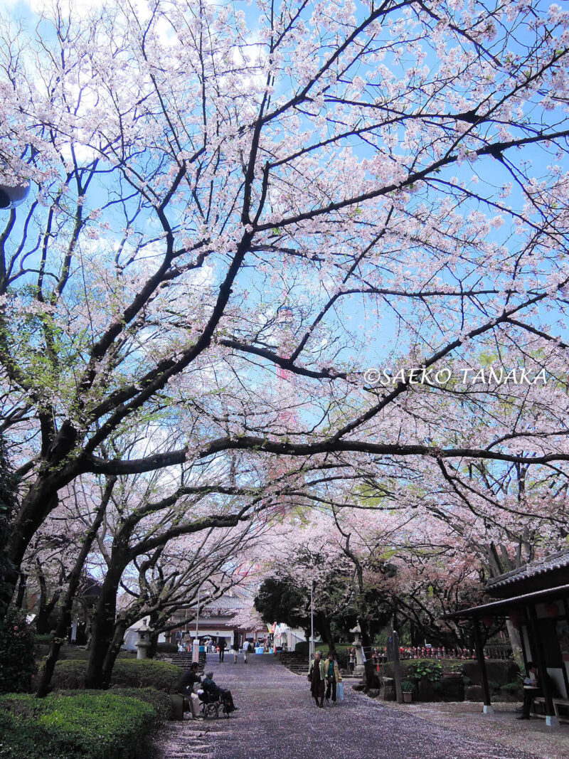 桜満開の「増上寺」と東京タワー