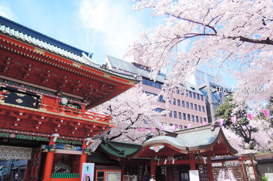 桜満開の「神田明神」