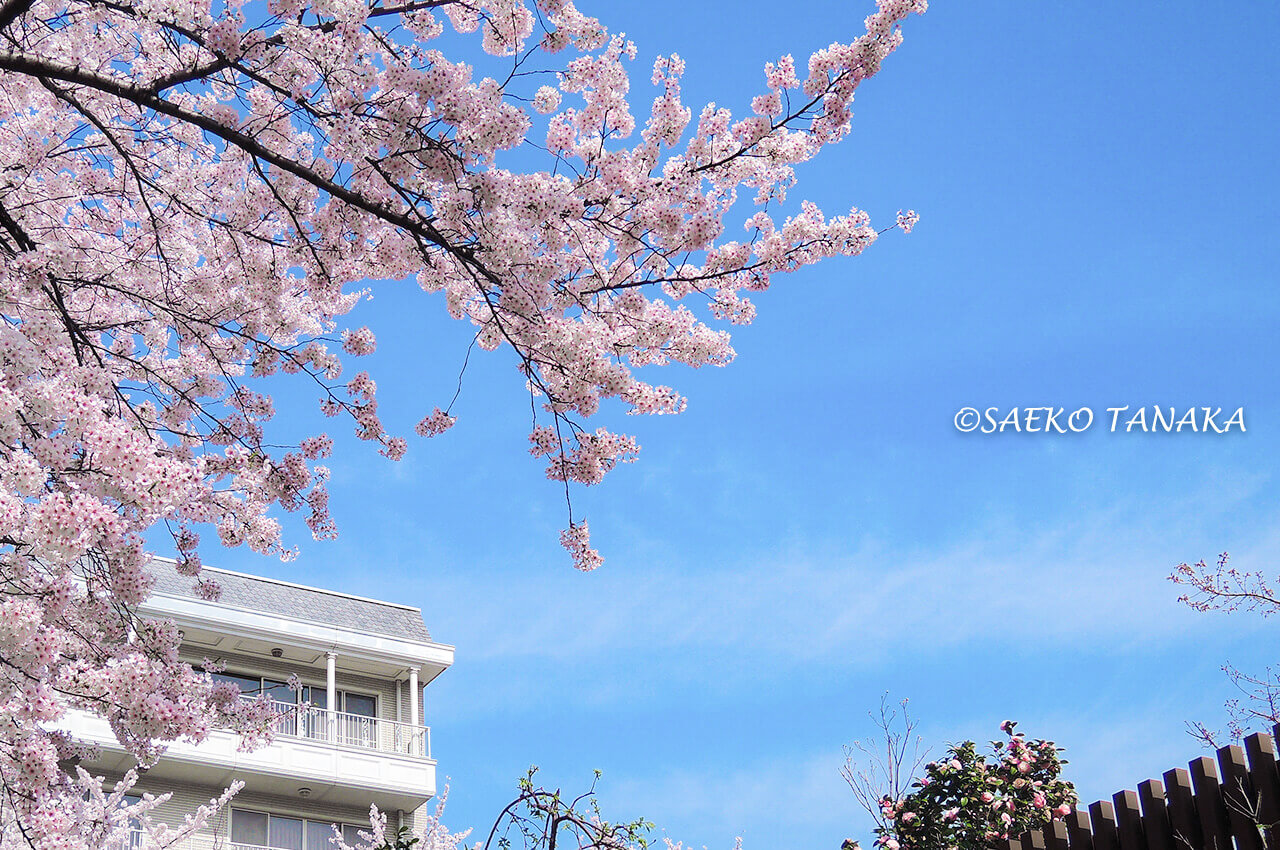 桜満開の「神田明神」