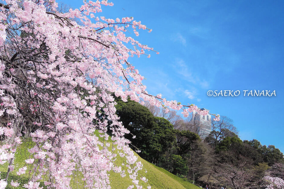 桜満開の「小石川後楽園」