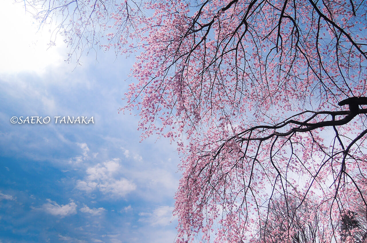 桜満開の「小石川後楽園」