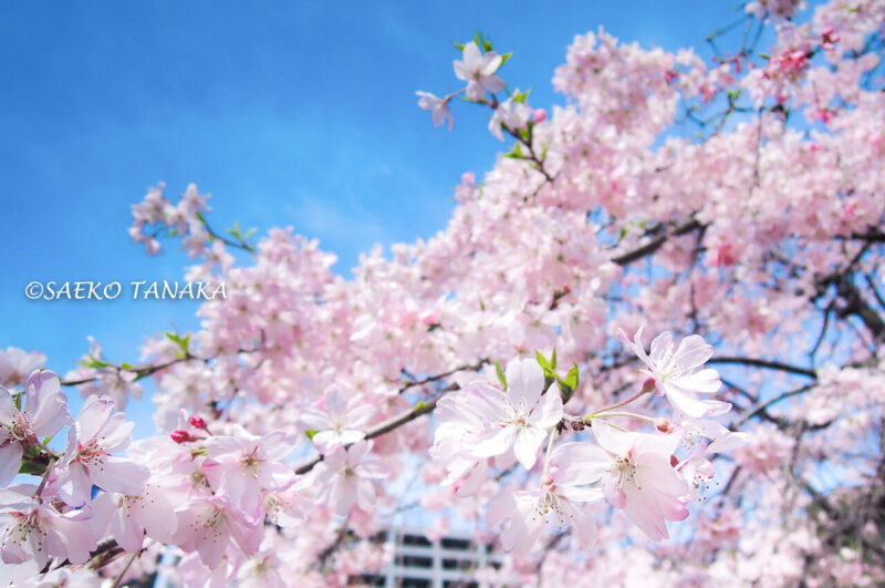 桜満開の「小石川後楽園」