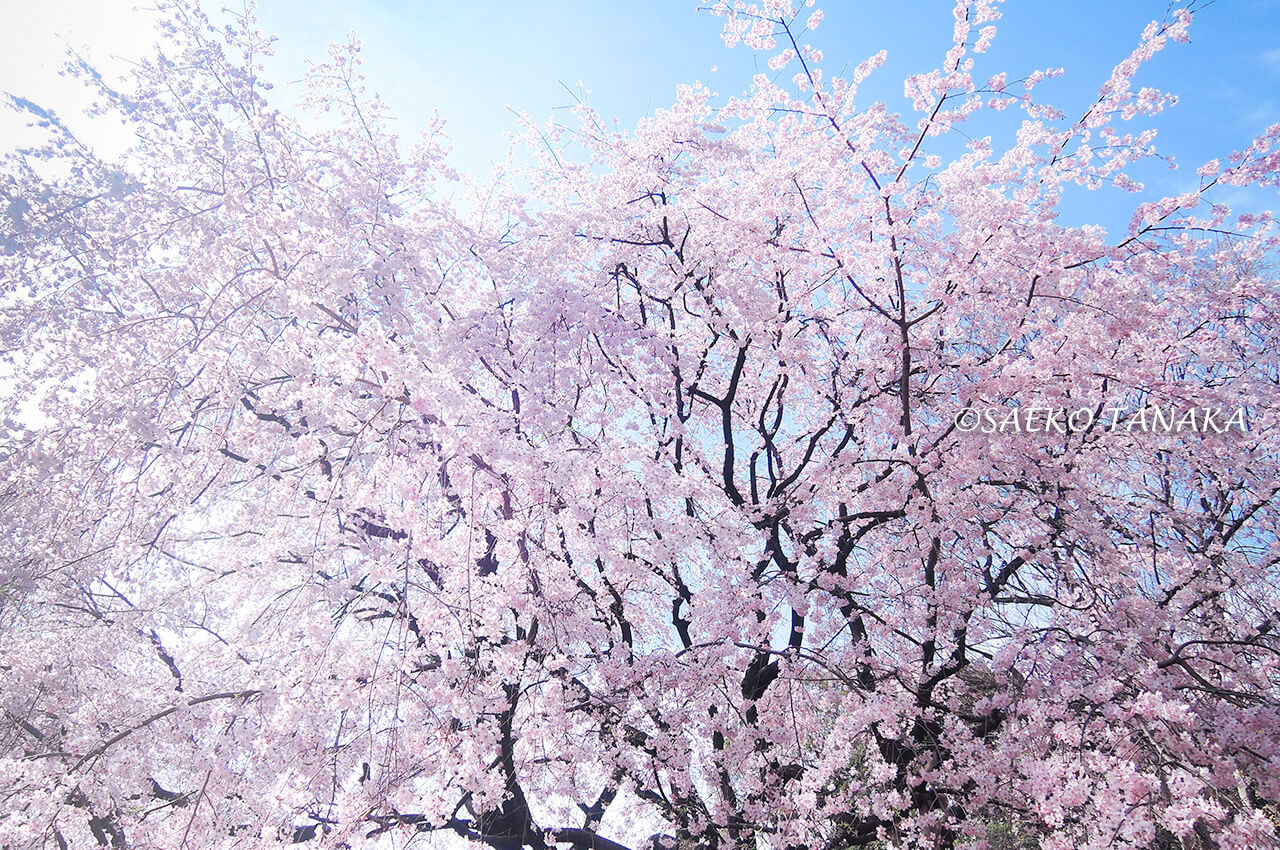 桜満開の「六義園」しだれ桜