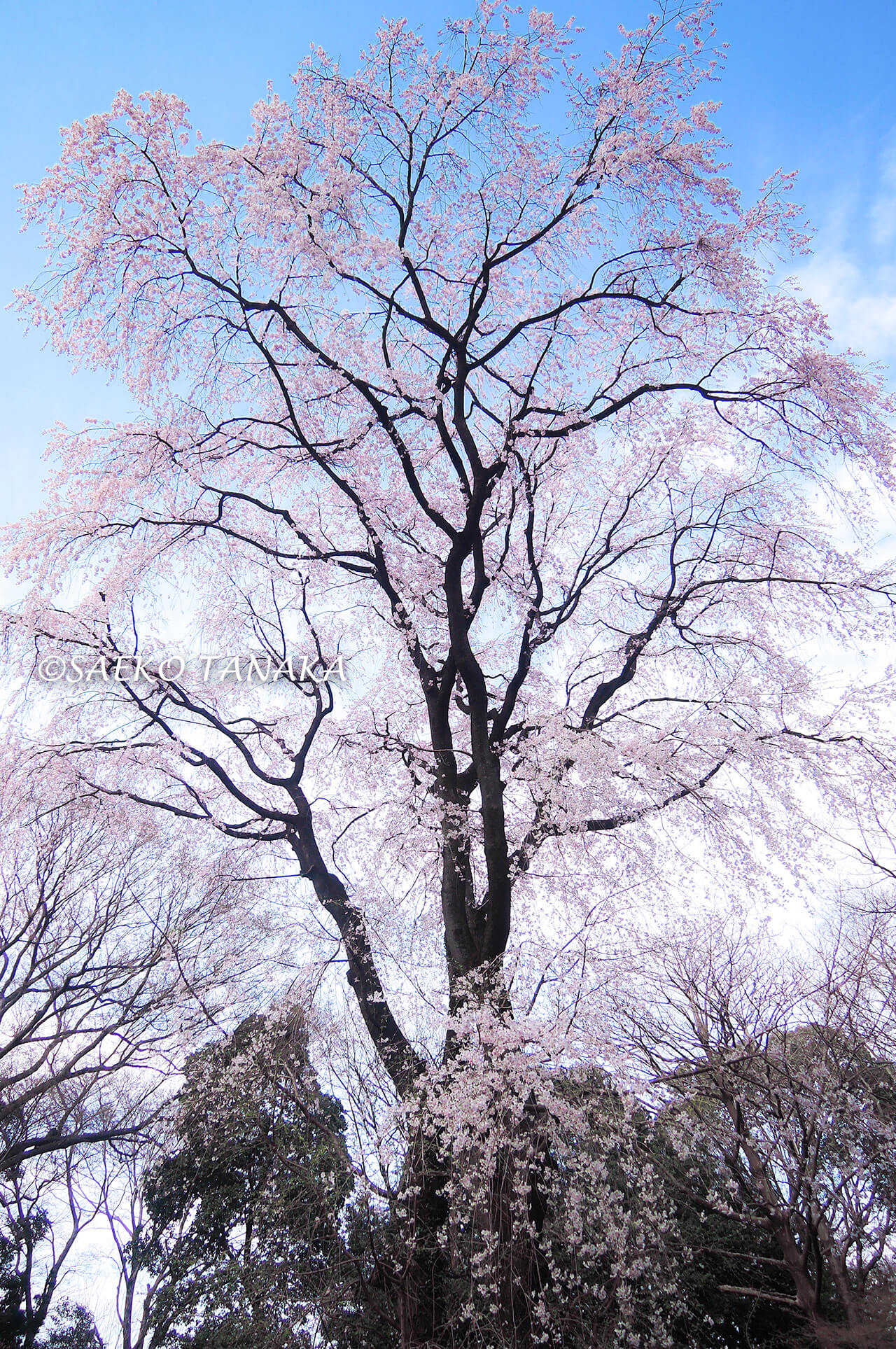 桜満開の「六義園」の庭園内