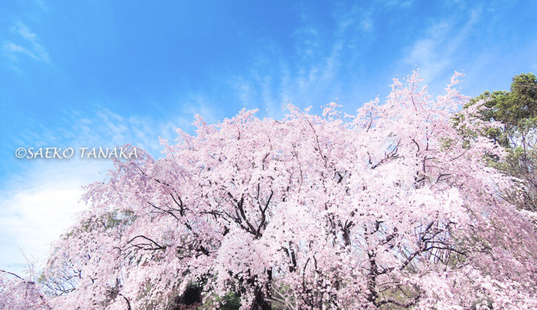 【東京ストリート桜特集】六義園／シンボルのしだれ桜を昼も夜も堪能！