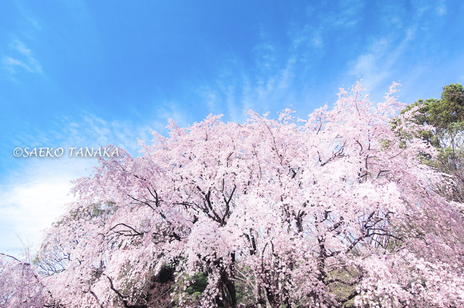 桜満開の「六義園」しだれ桜