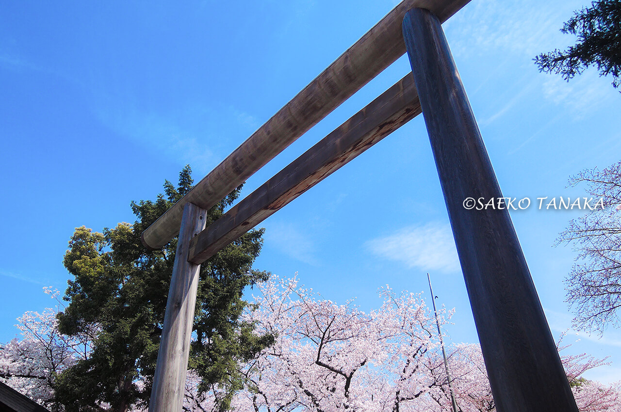 桜満開の「靖国神社」