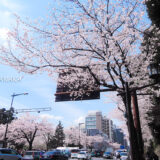 桜満開の「靖国神社」