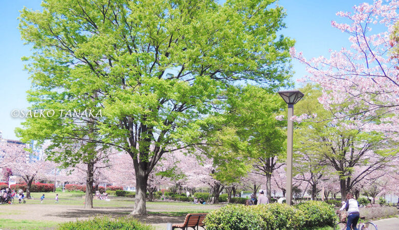 【東京ストリート桜特集】木場公園／多種多彩な広場と施設が魅力満点！