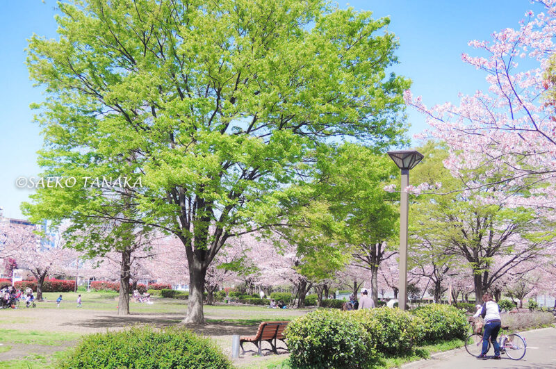 桜満開の「木場公園」