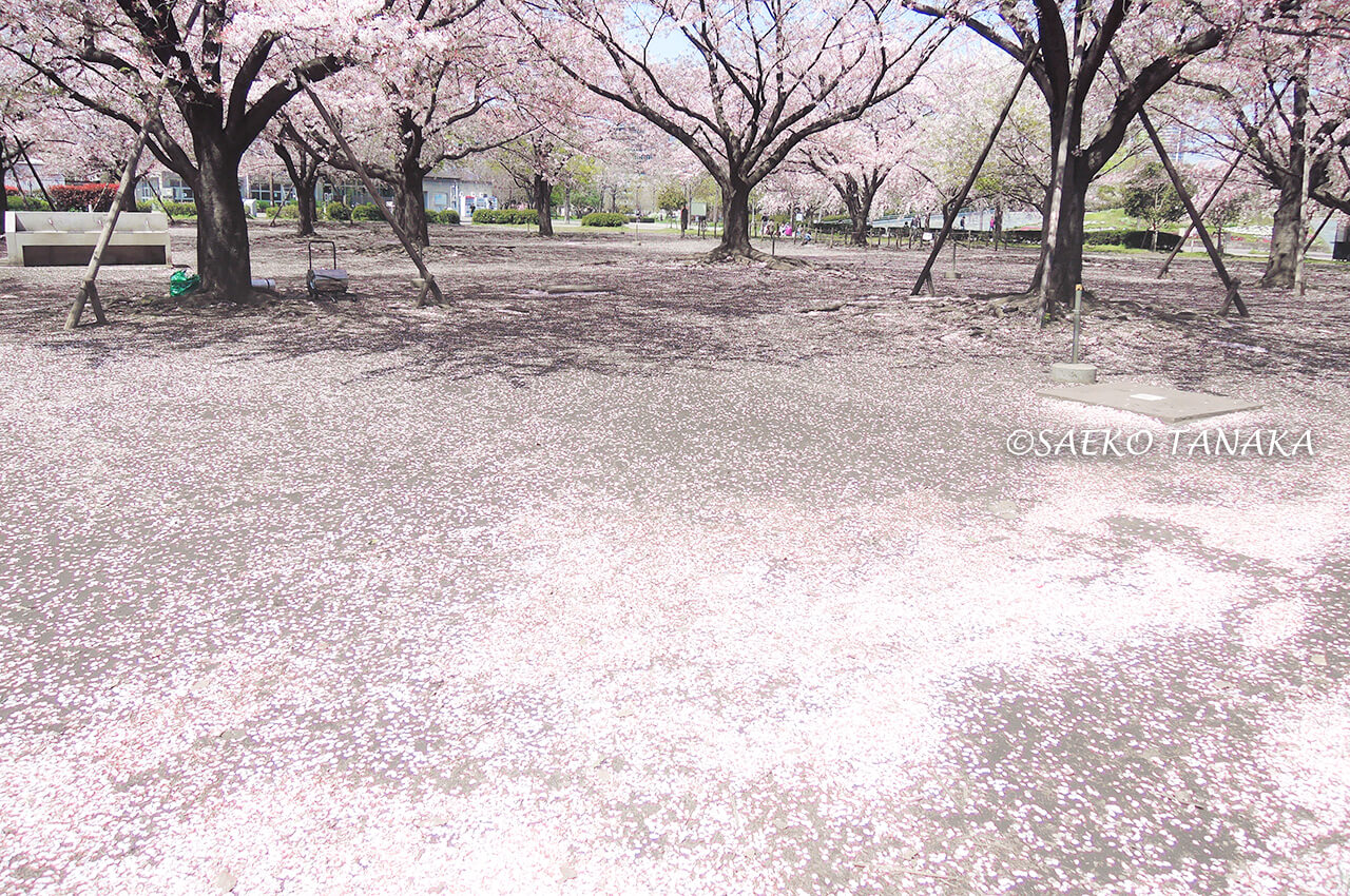 桜満開の「木場公園」