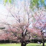 桜満開の「清澄庭園」