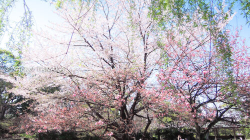 桜満開の「清澄庭園」