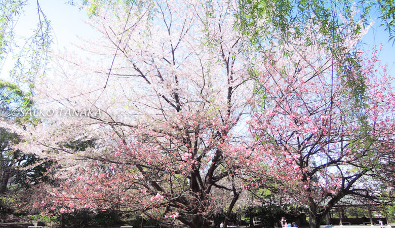 【東京ストリート桜特集】清澄庭園／江戸深川を散策がてらお花見を！