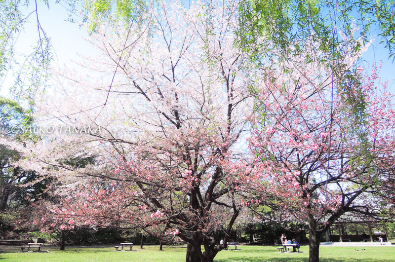 桜満開の「清澄庭園」
