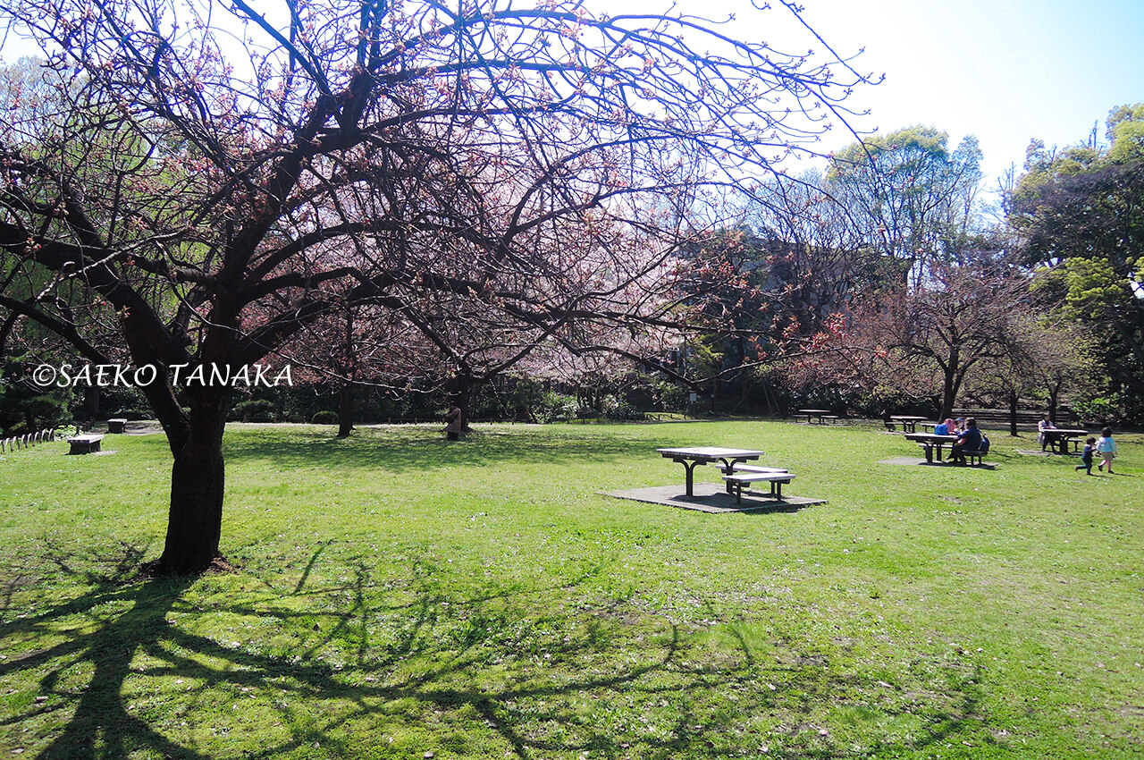 桜満開の「清澄庭園」庭園内