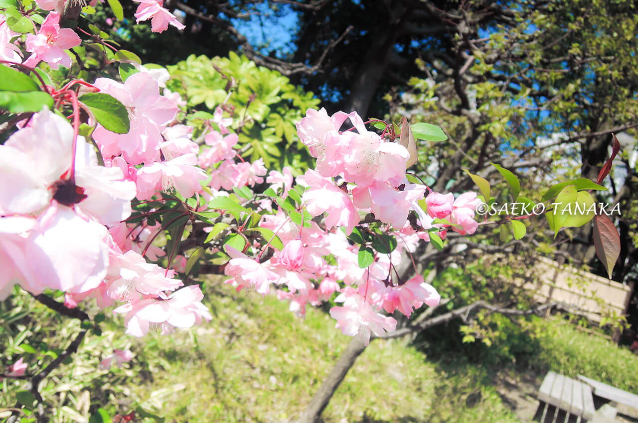 桜満開の「清澄庭園」庭園内