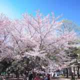 桜満開の「清澄公園」