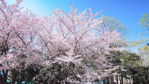 桜満開の「清澄公園」
